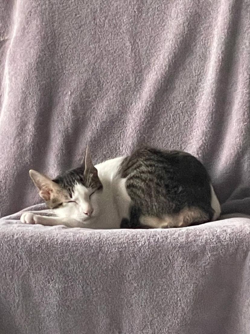 eepy cat